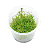 ADA 黄松尾 Rotala nanjean IC400